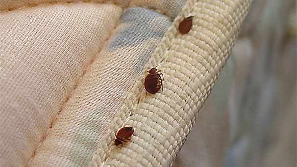 Yatak Böceği Saklandığı Çatlaklar: Uzman İpuçları [2026] - Kapak Görseli